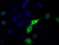 LTA4H / LTA4 Antibody (clone 9G8)
